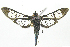  ( - INB0004210316)  @14 [ ] CreativeCommons - Attribution Non-Commercial Share-Alike  National Biodiversity Institute of Costa Rica National Biodiversity Institute of Costa Rica