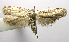  (Antaeotricha phillipsEPR10 - INB0004210843)  @12 [ ] CreativeCommons - Attribution Non-Commercial Share-Alike  National Biodiversity Institute of Costa Rica National Biodiversity Institute of Costa Rica