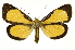  (Erbessa salviniDHJ01 - INB0004217900)  @15 [ ] Copyright (2012) Juan Mata Lorenzen Unspecified
