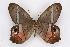  ( - INB0004220492)  @13 [ ] CreativeCommons - Attribution Non-Commercial Share-Alike (2012) National Biodiversity Institute of Costa Rica National Biodiversity Institute of Costa Rica