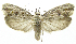  (Ethmia hendersonorum - INB0004222358)  @14 [ ] CreativeCommons - Attribution Non-Commercial Share-Alike  National Biodiversity Institute of Costa Rica National Biodiversity Institute of Costa Rica