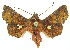  ( - INB0004223716)  @12 [ ] Copyright (2011) E. Phillips-Rodriguez INBio