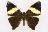  ( - INB0004226139)  @13 [ ] CreativeCommons - Attribution Non-Commercial Share-Alike (2012) National Biodiversity Institute of Costa Rica National Biodiversity Institute of Costa Rica
