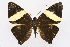  ( - INB0004226631)  @15 [ ] CreativeCommons - Attribution Non-Commercial Share-Alike (2012) National Biodiversity Institute of Costa Rica National Biodiversity Institute of Costa Rica