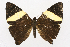  ( - INB0004226712)  @13 [ ] CreativeCommons - Attribution Non-Commercial Share-Alike (2012) National Biodiversity Institute of Costa Rica National Biodiversity Institute of Costa Rica