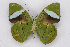  (Epicaliini - INB0004226912)  @15 [ ] CreativeCommons - Attribution Non-Commercial Share-Alike (2012) National Biodiversity Institute of Costa Rica National Biodiversity Institute of Costa Rica