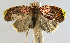  (Gonionota phillipsEPR03 - INB0004238437)  @12 [ ] CreativeCommons - Attribution Non-Commercial Share-Alike  National Biodiversity Institute of Costa Rica National Biodiversity Institute of Costa Rica