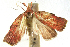  ( - INB0004238438)  @13 [ ] CreativeCommons - Attribution Non-Commercial Share-Alike  National Biodiversity Institute of Costa Rica National Biodiversity Institute of Costa Rica