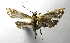  (Aulacodes delicata - INB0004238898)  @13 [ ] CreativeCommons - Attribution Non-Commercial Share-Alike  National Biodiversity Institute of Costa Rica National Biodiversity Institute of Costa Rica
