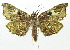  (Dismidila drepanoides - INB0004239367)  @14 [ ] CreativeCommons - Attribution Non-Commercial Share-Alike  National Biodiversity Institute of Costa Rica National Biodiversity Institute of Costa Rica