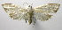  (Neurophyseta BioLep0506 - INB0004239534)  @14 [ ] CreativeCommons - Attribution Non-Commercial Share-Alike  National Biodiversity Institute of Costa Rica National Biodiversity Institute of Costa Rica