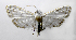  ( - INB0004239716)  @13 [ ] CreativeCommons - Attribution Non-Commercial Share-Alike  National Biodiversity Institute of Costa Rica National Biodiversity Institute of Costa Rica