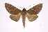  (Hapigia simplexDHJ03 - INB0004243300)  @14 [ ] Copyright (2012) I. Chacon Instituto Nacional de Biodiversidad