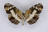  ( - INB0004248587)  @13 [ ] CreativeCommons - Attribution Non-Commercial Share-Alike  National Biodiversity Institute of Costa Rica National Biodiversity Institute of Costa Rica