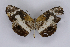  ( - INB0004248592)  @13 [ ] CreativeCommons - Attribution Non-Commercial Share-Alike  National Biodiversity Institute of Costa Rica National Biodiversity Institute of Costa Rica
