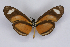  ( - INB0004248600)  @13 [ ] CreativeCommons - Attribution Non-Commercial Share-Alike  National Biodiversity Institute of Costa Rica National Biodiversity Institute of Costa Rica