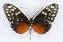 ( - INB0004250613)  @12 [ ] CreativeCommons - Attribution Non-Commercial Share-Alike  National Biodiversity Institute of Costa Rica National Biodiversity Institute of Costa Rica