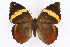  ( - INB0004250676)  @13 [ ] CreativeCommons - Attribution Non-Commercial Share-Alike  National Biodiversity Institute of Costa Rica National Biodiversity Institute of Costa Rica