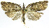  (Amorbia nuptana - INB0004263615)  @15 [ ] CreativeCommons - Attribution Non-Commercial Share-Alike (2012) National Biodiversity Institute of Costa Rica National Biodiversity Institute of Costa Rica