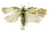  (Stenoma phillipsEPR77 - INB0004263629)  @12 [ ] CreativeCommons - Attribution Non-Commercial Share-Alike (2012) National Biodiversity Institute of Costa Rica National Biodiversity Institute of Costa Rica