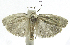  (Antaeotricha frontalisEPR02 - INB0004263655)  @13 [ ] CreativeCommons - Attribution Non-Commercial Share-Alike  National Biodiversity Institute of Costa Rica National Biodiversity Institute of Costa Rica
