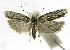  (Antaeotricha phillips3944 - INB0004263658)  @14 [ ] CreativeCommons - Attribution Non-Commercial Share-Alike  National Biodiversity Institute of Costa Rica National Biodiversity Institute of Costa Rica