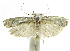  (Antaeotricha Janzen05 - INB0004263660)  @14 [ ] CreativeCommons - Attribution Non-Commercial Share-Alike  National Biodiversity Institute of Costa Rica National Biodiversity Institute of Costa Rica