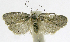  (Antaeotricha phillips3947 - INB0004263661)  @13 [ ] CreativeCommons - Attribution Non-Commercial Share-Alike  National Biodiversity Institute of Costa Rica National Biodiversity Institute of Costa Rica