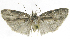  (Stenoma phillipsEPR02 - INB0004263664)  @13 [ ] CreativeCommons - Attribution Non-Commercial Share-Alike  National Biodiversity Institute of Costa Rica National Biodiversity Institute of Costa Rica