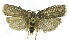  (Stenoma phillipsEPR04 - INB0004263667)  @13 [ ] CreativeCommons - Attribution Non-Commercial Share-Alike  National Biodiversity Institute of Costa Rica National Biodiversity Institute of Costa Rica