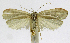  (Stenomatin01 phillipsEPR02 - INB0004263673)  @13 [ ] CreativeCommons - Attribution Non-Commercial Share-Alike  National Biodiversity Institute of Costa Rica National Biodiversity Institute of Costa Rica