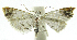  (Neurophyseta phillipsEPR12 - INB0004263696)  @14 [ ] CreativeCommons - Attribution Non-Commercial Share-Alike  National Biodiversity Institute of Costa Rica National Biodiversity Institute of Costa Rica