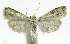  (Neurophyseta BioLep234 - INB0004263698)  @15 [ ] CreativeCommons - Attribution Non-Commercial Share-Alike  National Biodiversity Institute of Costa Rica National Biodiversity Institute of Costa Rica
