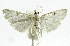  (Neurophyseta phillipsEPR15 - INB0004263700)  @13 [ ] CreativeCommons - Attribution Non-Commercial Share-Alike  National Biodiversity Institute of Costa Rica National Biodiversity Institute of Costa Rica