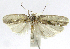  (Antaeotricha phillipsEPR06 - INB0004263719)  @14 [ ] CreativeCommons - Attribution Non-Commercial Share-Alike  National Biodiversity Institute of Costa Rica National Biodiversity Institute of Costa Rica