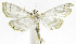 (Neurophyseta phillipsEPR17 - INB0004263735)  @12 [ ] CreativeCommons - Attribution Non-Commercial Share-Alike  National Biodiversity Institute of Costa Rica National Biodiversity Institute of Costa Rica