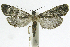  (Aulacodes phillipsEPR9343 - INB0004265010)  @14 [ ] CreativeCommons - Attribution Non-Commercial Share-Alike  National Biodiversity Institute of Costa Rica National Biodiversity Institute of Costa Rica