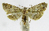  (Neurophyseta turrialbalis - INB0004265022)  @14 [ ] CreativeCommons - Attribution Non-Commercial Share-Alike  National Biodiversity Institute of Costa Rica National Biodiversity Institute of Costa Rica