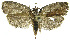  (Aesiocopa janzen4555 - INB0004265035)  @13 [ ] CreativeCommons - Attribution Non-Commercial Share-Alike (2012) National Biodiversity Institute of Costa Rica National Biodiversity Institute of Costa Rica
