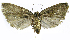  (Stenoma phillipsEPR020 - INB0004265036)  @12 [ ] CreativeCommons - Attribution Non-Commercial Share-Alike  National Biodiversity Institute of Costa Rica National Biodiversity Institute of Costa Rica