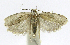  (Stenoma phillipsEPR025 - INB0004265041)  @13 [ ] CreativeCommons - Attribution Non-Commercial Share-Alike  National Biodiversity Institute of Costa Rica National Biodiversity Institute of Costa Rica