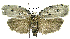  (Stenoma sexmaculata - INB0004265043)  @13 [ ] CreativeCommons - Attribution Non-Commercial Share-Alike  National Biodiversity Institute of Costa Rica National Biodiversity Institute of Costa Rica
