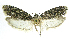  (Ethmia transversella - INB0004265045)  @14 [ ] CreativeCommons - Attribution Non-Commercial Share-Alike  National Biodiversity Institute of Costa Rica National Biodiversity Institute of Costa Rica