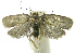 (Stenoma phillipsEPR026 - INB0004265046)  @13 [ ] CreativeCommons - Attribution Non-Commercial Share-Alike  National Biodiversity Institute of Costa Rica National Biodiversity Institute of Costa Rica