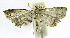  (Neurophyseta phillipsEPR14 - INB0004265048)  @13 [ ] CreativeCommons - Attribution Non-Commercial Share-Alike  National Biodiversity Institute of Costa Rica National Biodiversity Institute of Costa Rica