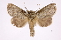  (Drugera moronaICG02 - INB0004265224)  @14 [ ] Copyright (2012) I. Chacon Instituto Nacional de Biodiversidad