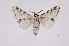  ( - INB0004265245)  @13 [ ] Copyright (2012) I. Chacon Instituto Nacional de Biodiversidad