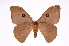  ( - INB0004265256)  @14 [ ] Copyright (2012) I. Chacon Instituto Nacional de Biodiversidad