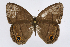  (Cissia pompilia - INB0004265369)  @15 [ ] CreativeCommons - Attribution Non-Commercial Share-Alike  National Biodiversity Institute of Costa Rica National Biodiversity Institute of Costa Rica