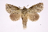 ( - INB0004265521)  @15 [ ] Copyright (2012) I. Chacon Instituto Nacional de Biodiversidad